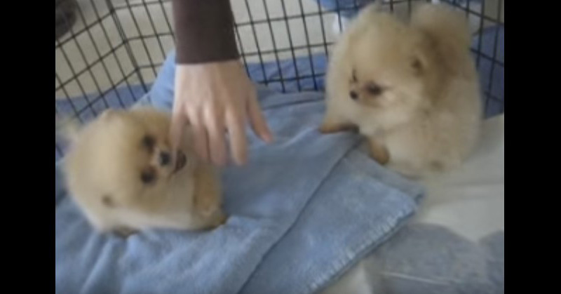 8 Week Old Pomeranian Puppies