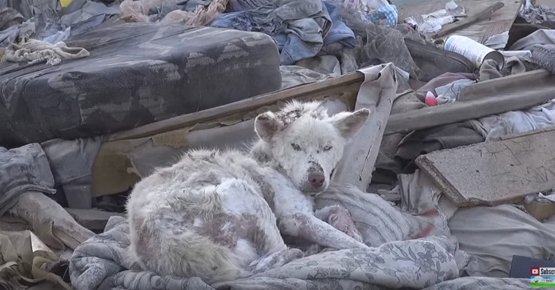 A Homeless Dog Living In A Trash Pile Gets Rescued