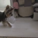 Amazing Cute Dog Tricks With Tiny Dog Misa Minnie