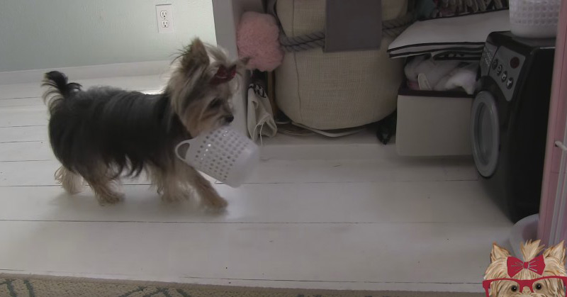 Amazing Cute Dog Tricks With Tiny Dog Misa Minnie