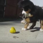 Bernese Mountain Dog Puppy vs. Lemon