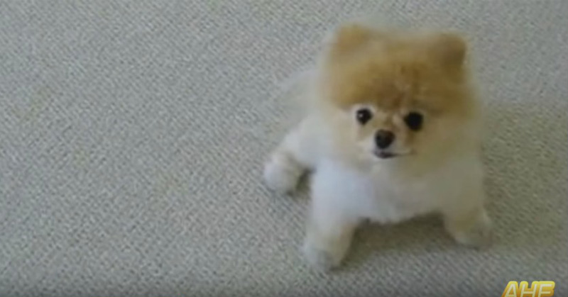 Best Boo The Cutest Dog Compilation 2014