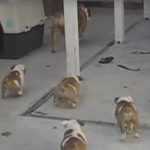 Bulldog Puppies Chasing Mom