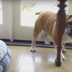 Bulldog Throws Temper Tantrum For His Stolen Bed