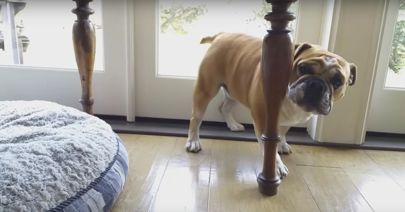 Bulldog Throws Temper Tantrum For His Stolen Bed