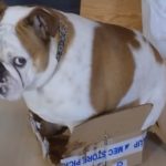 Bulldog Tries To Sit In A Box That’s Too Small For Him