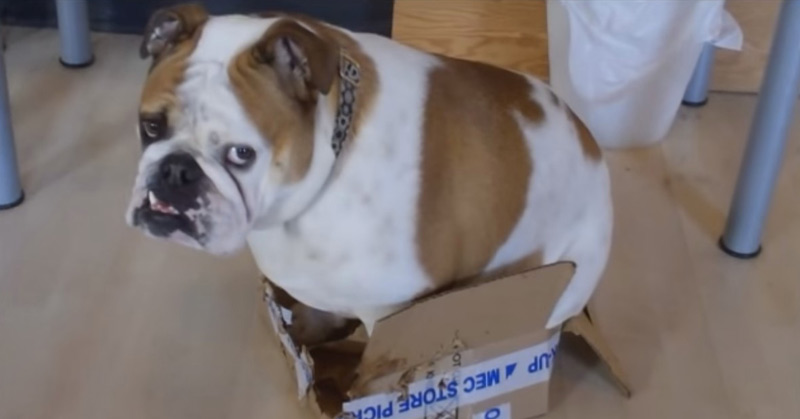 Bulldog Tries To Sit In A Box That's Too Small For Him