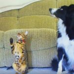 Cat vs. Dog – A Trick Contest