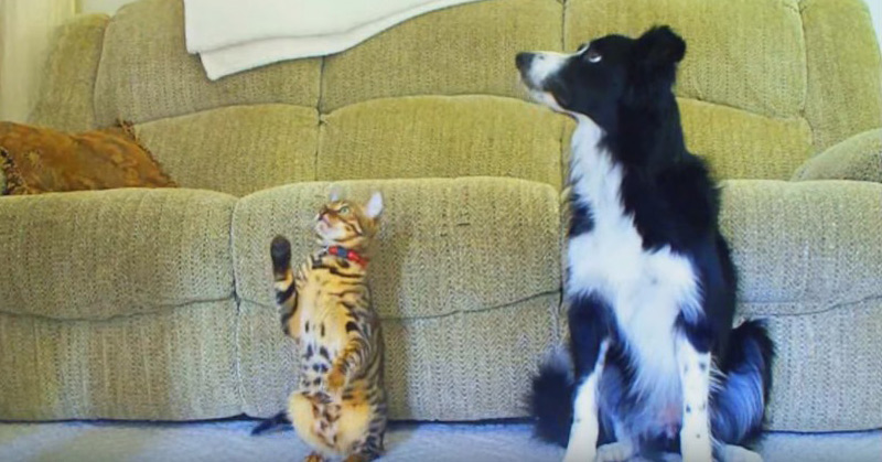 Cat vs Dog - A Trick Contest