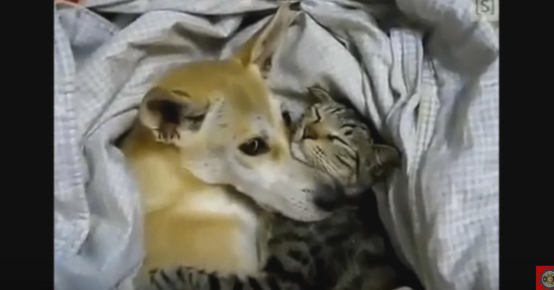 Cats And Dogs Supercute
