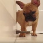 Cute French Bulldog Puppy vs. Door Stop