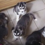 Cute Husky Puppies First Time Howling And Barking