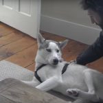 Cute Husky Says No To Kennel
