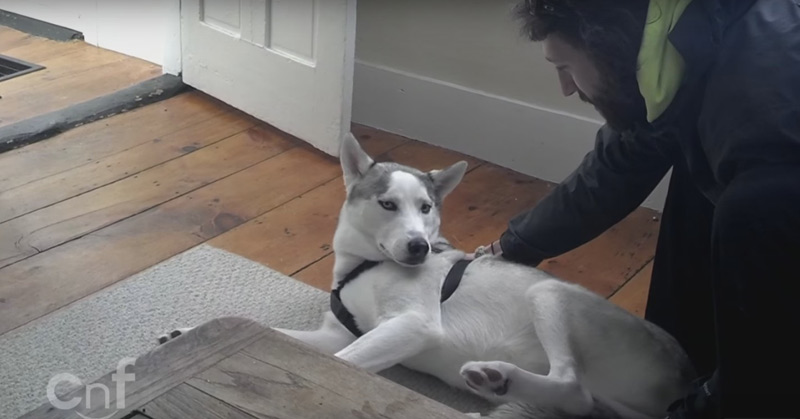 Cute Husky Says No To Kennel