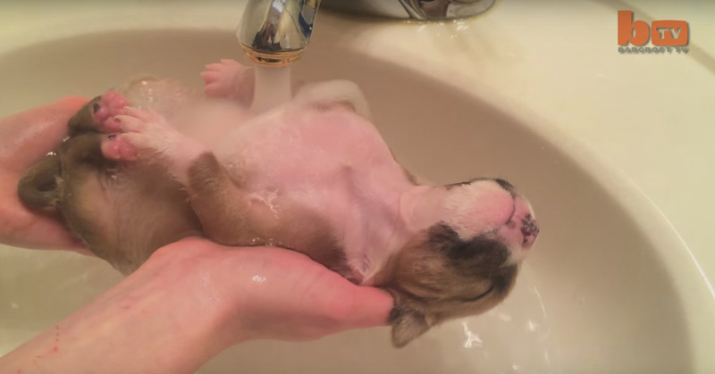 Cute Puppy Shower Rescued Pup Enjoys Bath Time
