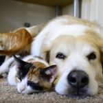 Cuteness Overload: A Dog Sleeping With His Kittens (Video)