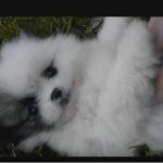 Cuteness Overload Featuring Teeny Tiny Pomeranian Puppy Mickey