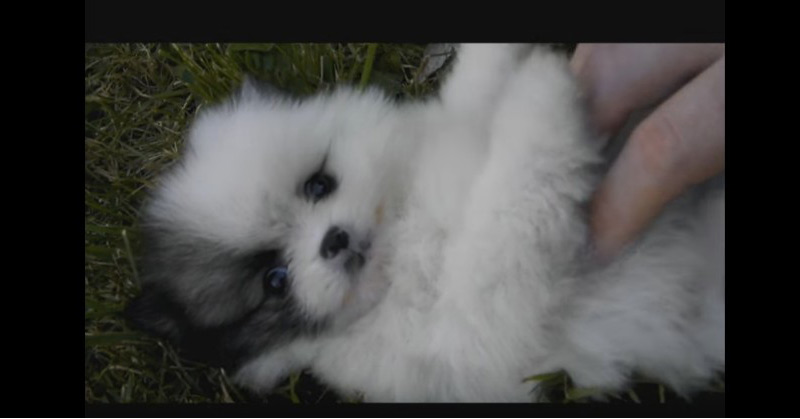 Cuteness Overload Featuring Teeny Tiny Pomeranian Puppy Mickey