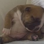 Cutest Bulldog Puppy – Napoleon Feeling Sleepy Zzzzz