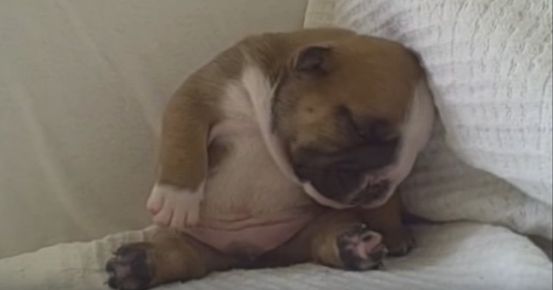 Cutest Bulldog Puppy - Napoleon Feeling Sleepy Zzzzz