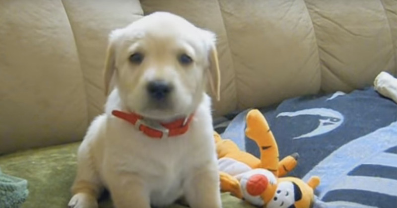 Cutest Golden Lab Puppy