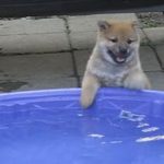 Shiba Puppy Is Nervous Of Swimming