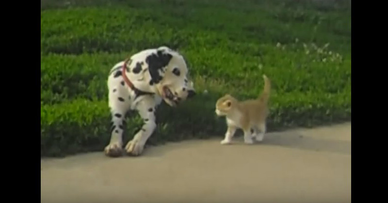 Dalmatian Makes A New Friend