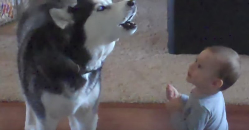 Dog Imitates Baby