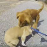 Dog Meets Her Mom For First Time Since Puppy-hood
