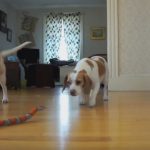 Dog Rescues Sister From Toy Snake Attack! Cute Dogs Maymo & Penny