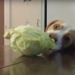 Dog Steals Cabbage