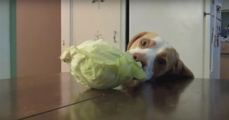 Dog Steals Cabbage Cute Dog Maymo