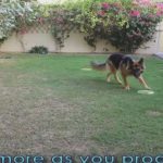 Dog Training Tutorial Off-leash (Send-Off)