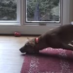 Dogs Who Fail At Being Dogs