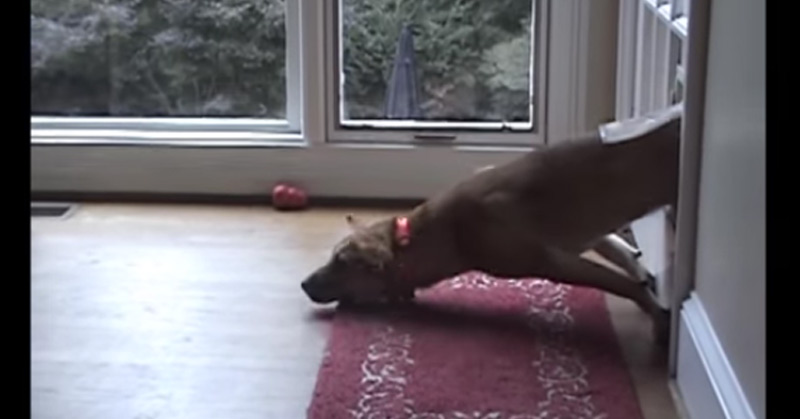 Dogs Who Fail At Being Dogs