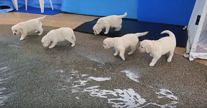 Eight English Cream Golden Retriever Puppies - First Swim & Jump