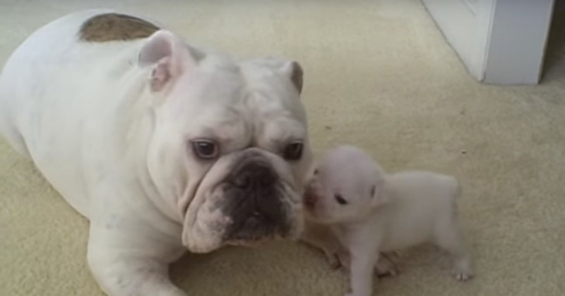 Elvis The Bulldog Puppy Reads His Mom The Riot Act