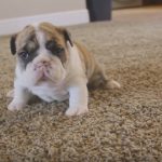 English Bulldog Puppies Learning To Walk For The First Time