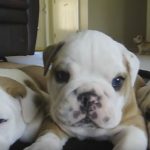 English Bulldog Puppies With Crazy Mama