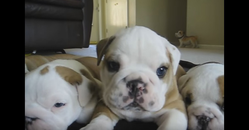 English Bulldog Puppies With Crazy Mama