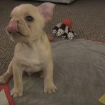 French Bulldog Puppy Tricks 12 Wks Old Brody Brixton