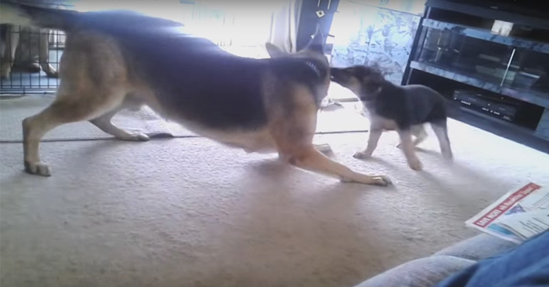 German Shepherd Puppy Playing With Dad