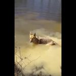 German Shepherd Throws A Fit When She Has To Quit Swimming