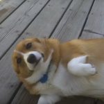 Guilty Corgi Dog (Still Cute Though!)