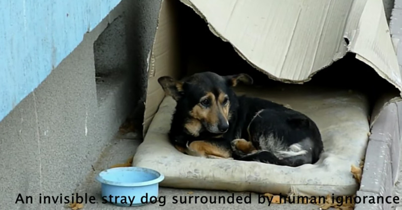 Homeless Dog Living In A Cardboard Box Gets Rescued