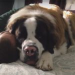 Huge Saint Bernard Dog Being Needy