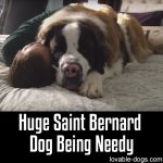 Huge Saint Bernard Dog Being Needy