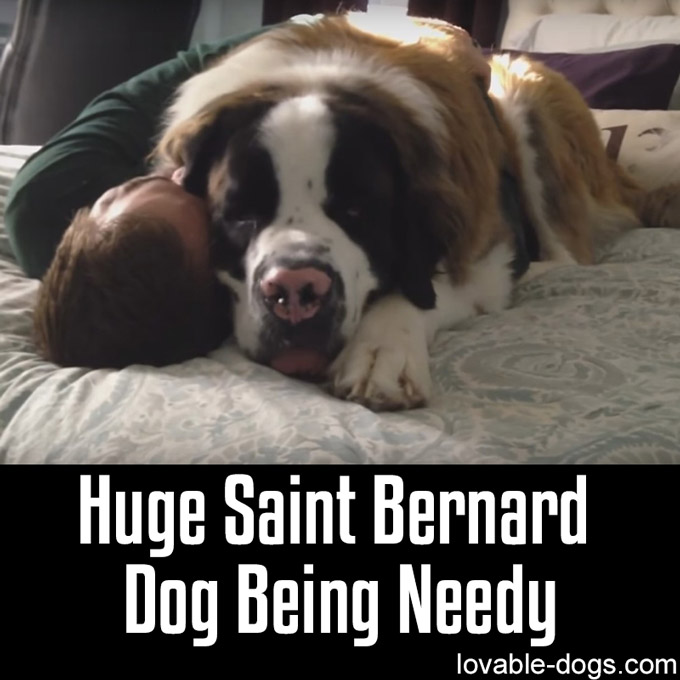 Huge Saint Bernard Dog Being Needy - WP
