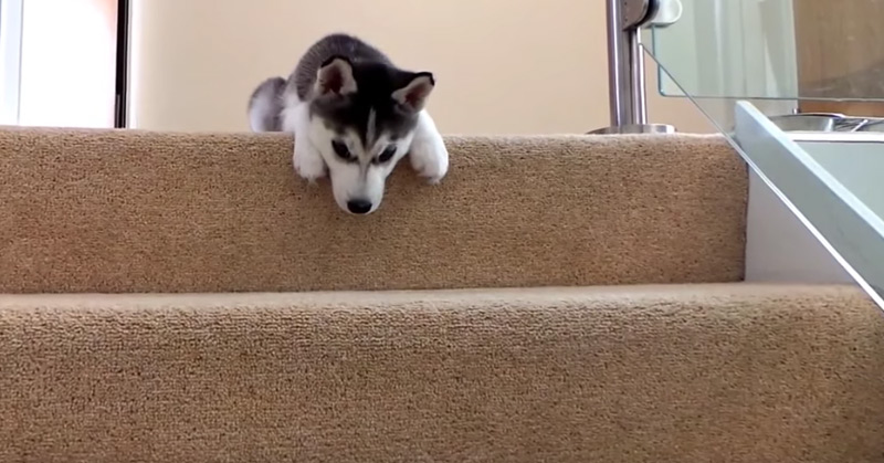 Husky Puppy Trying To Walk Down Stairs