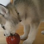 Impossibly Cute Husky Puppy: Wolfie Growing Up PT1